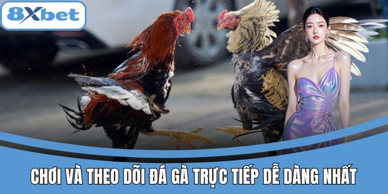 Trực Tiếp Đá Gà 8xbet - Gà Chiến Máu Lửa, Thắng Kèo Nhanh 4 Chơi và theo dõi đá gà trực tiếp dễ dàng tại 8xbet