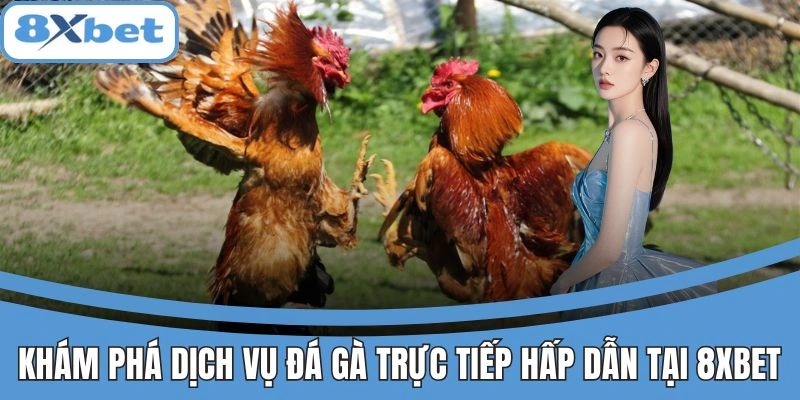 Trực Tiếp Đá Gà 8xbet - Gà Chiến Máu Lửa, Thắng Kèo Nhanh 2 Dịch vụ đá gà trực tiếp 8xbet hấp dẫn, chất lượng cao