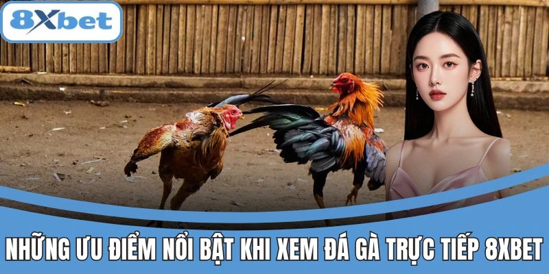 Trực Tiếp Đá Gà 8xbet - Gà Chiến Máu Lửa, Thắng Kèo Nhanh 3 Ưu điểm nổi bật khi xem đá gà trực tiếp tại 8xbet