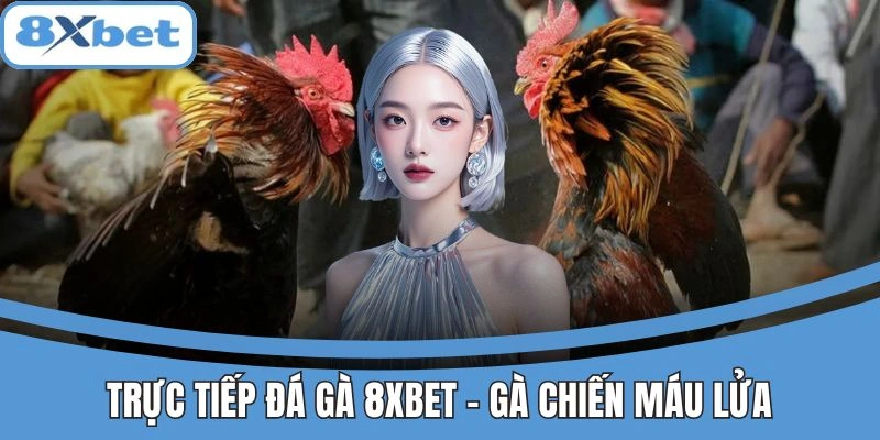 Trực Tiếp Đá Gà 8xbet - Gà Chiến Máu Lửa, Thắng Kèo Nhanh 1 Trực tiếp đá gà 8xbet hấp dẫn, kịch tính từng trận